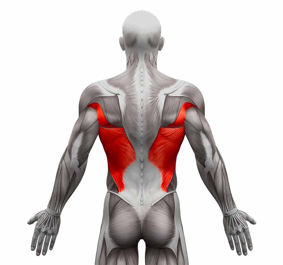 schema muscle du dos