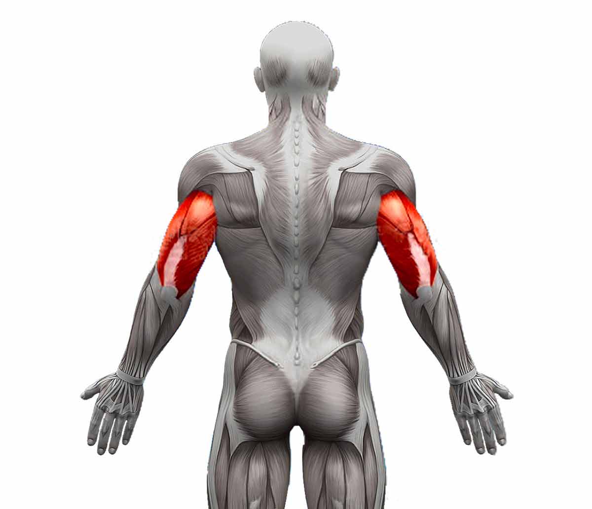 schema muscle des bras