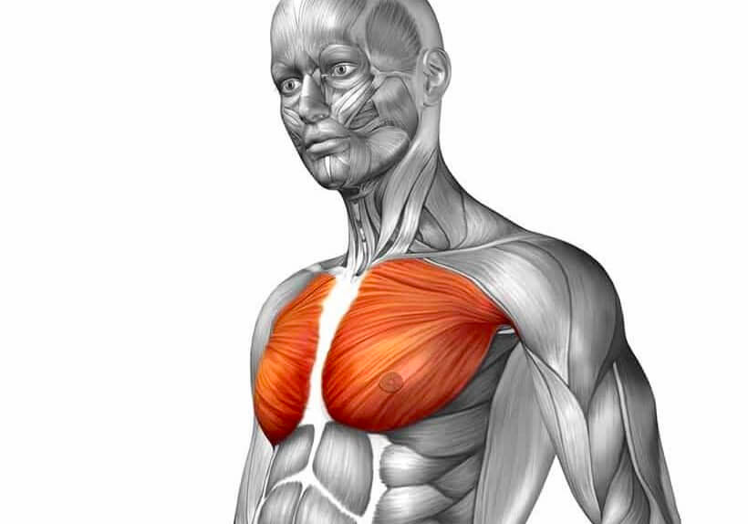 schema muscle du torce
