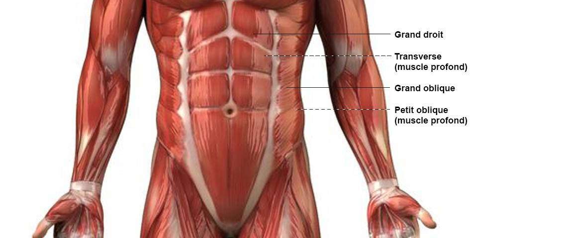 schema muscle du corps