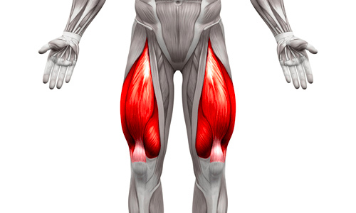 schema muscle des jambes