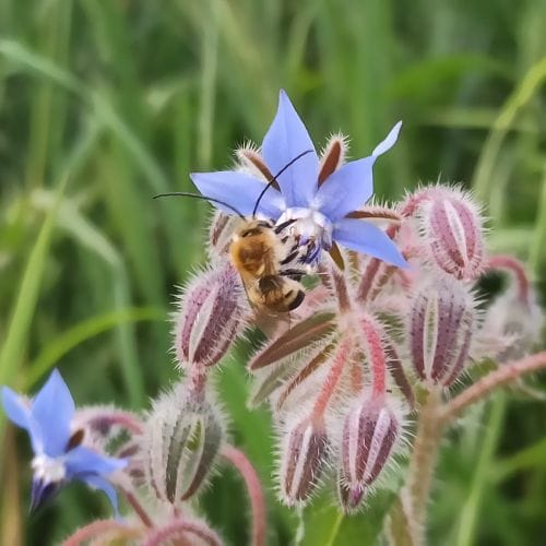 Nénuphars sur le lac