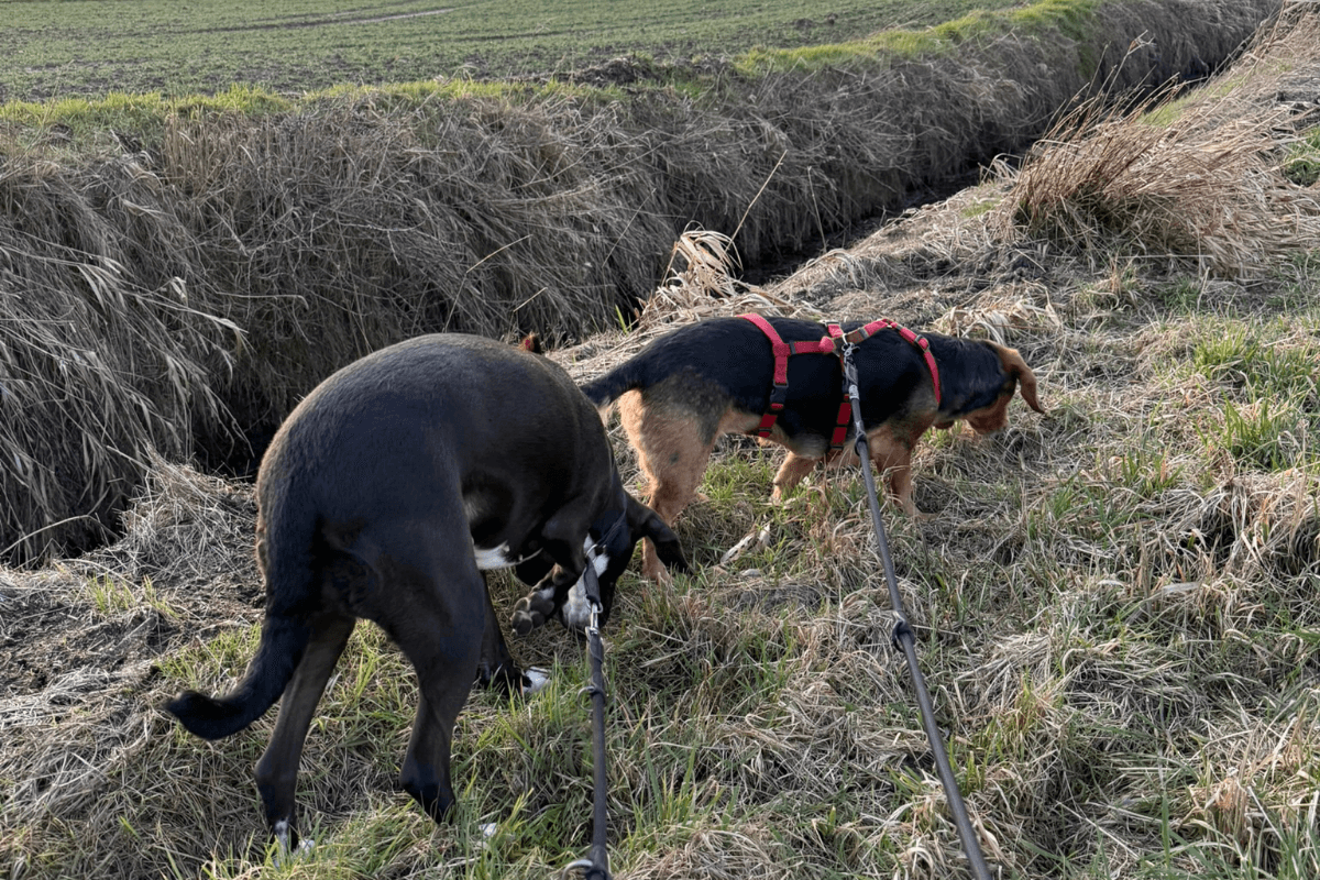 Zwei Hunde schnüffeln angeleint am Feldrand während eines Spaziergangs im Alltag