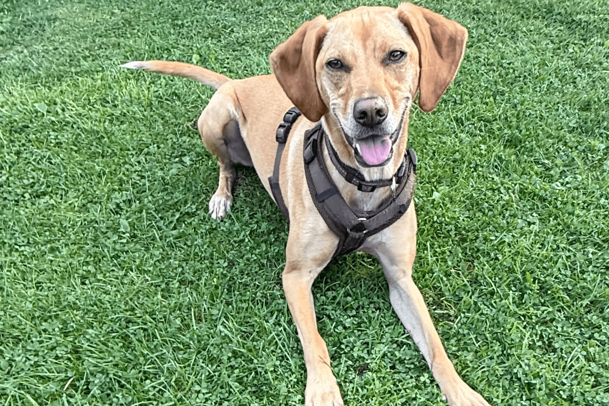 Hund ruht sich nach dem Spaziergang entspannt auf der Wiese aus