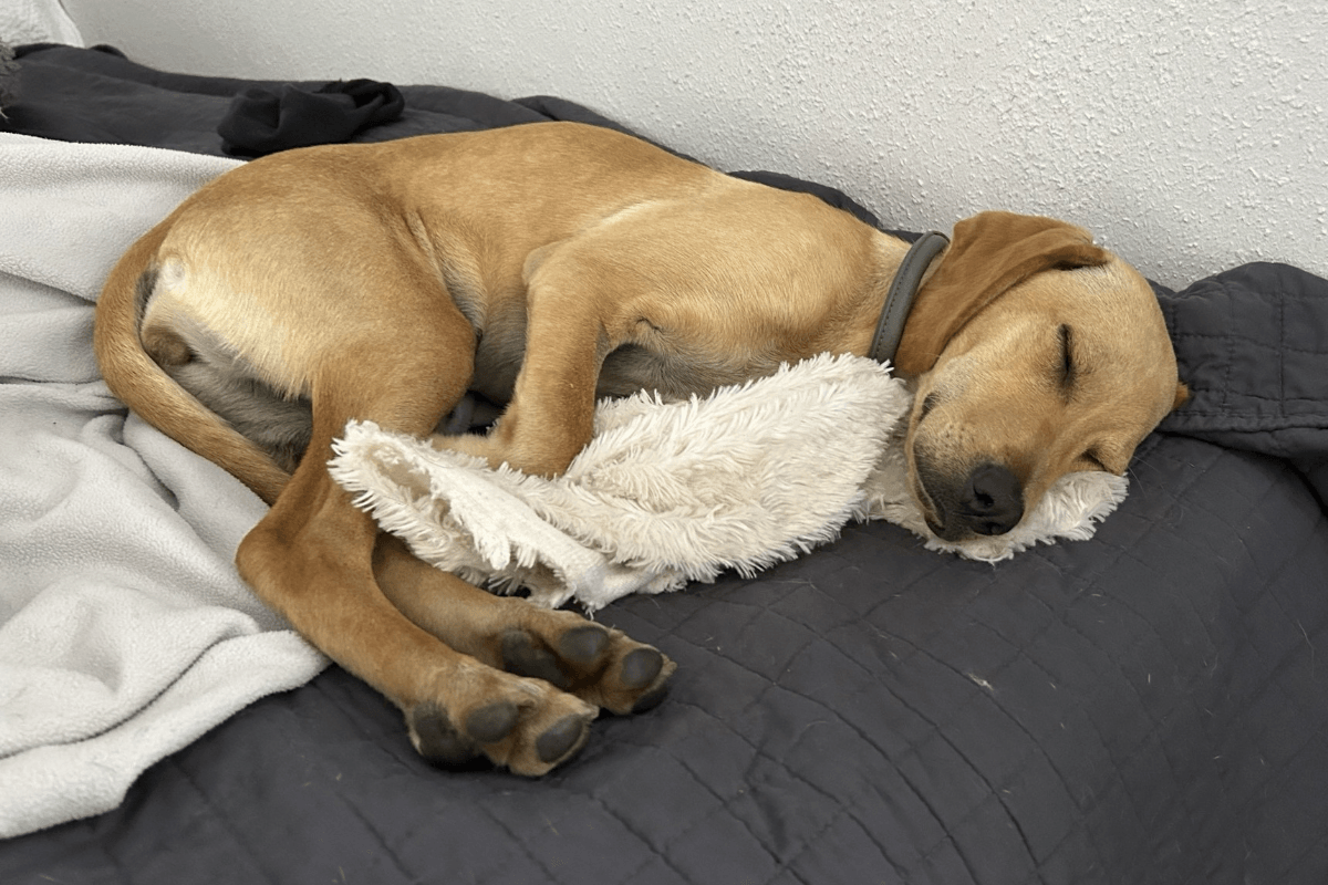 Tierschutzhündin schläft entspannt auf einem Bett und hält ein Stoffspielzeug zwischen den Pfoten – ruhiger Moment im Alltag mit Hund.
