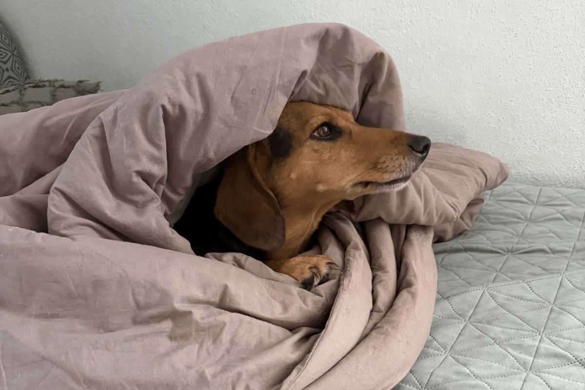 Hund liegt gemütlich unter einer Decke im Bett und schaut aufmerksam zur Seite