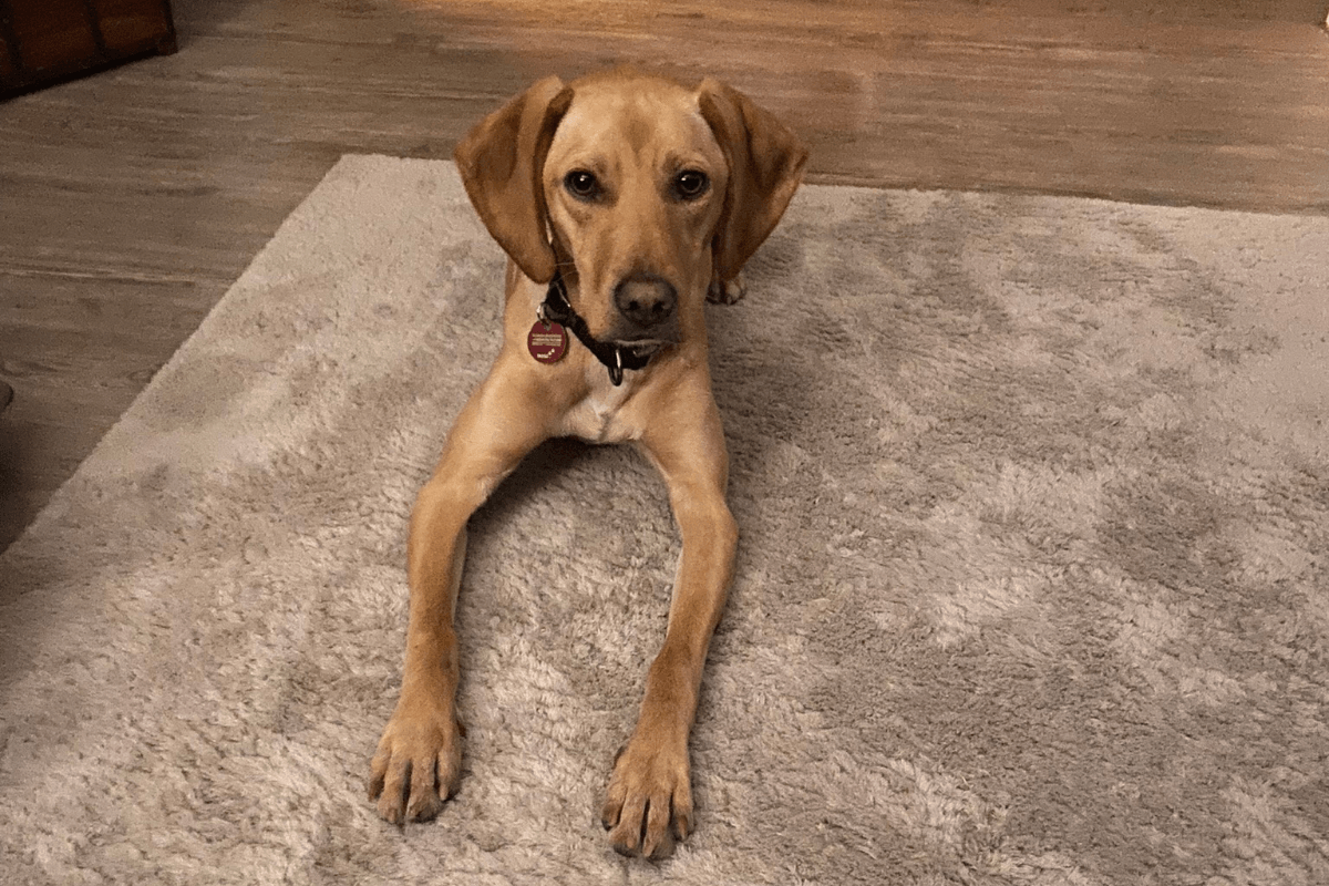 Hund liegt ruhig auf einem Teppich im Wohnzimmer und schaut aufmerksam zum Menschen