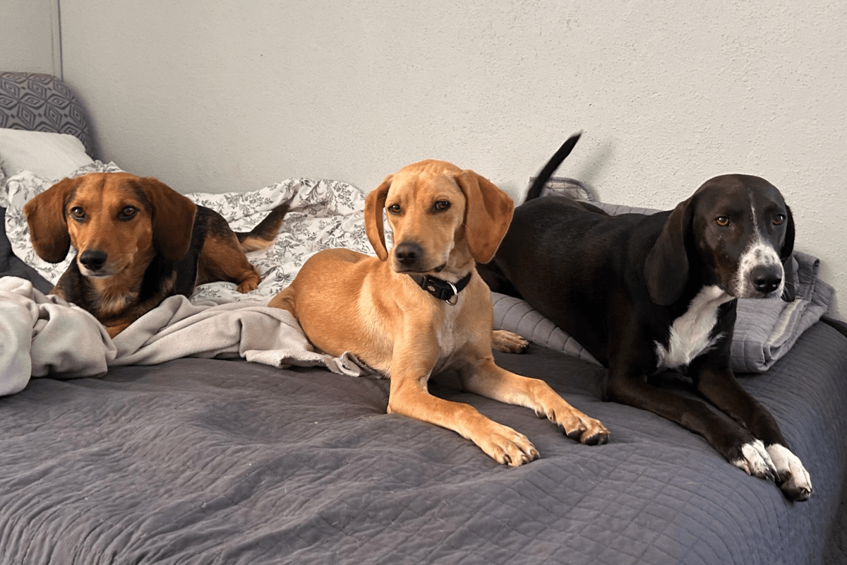 Drei Hündinnen aus dem Tierschutz liegen zusammen auf einem Bett und schauen aufmerksam in die Kamera – ein ruhiger Alltagsmoment.