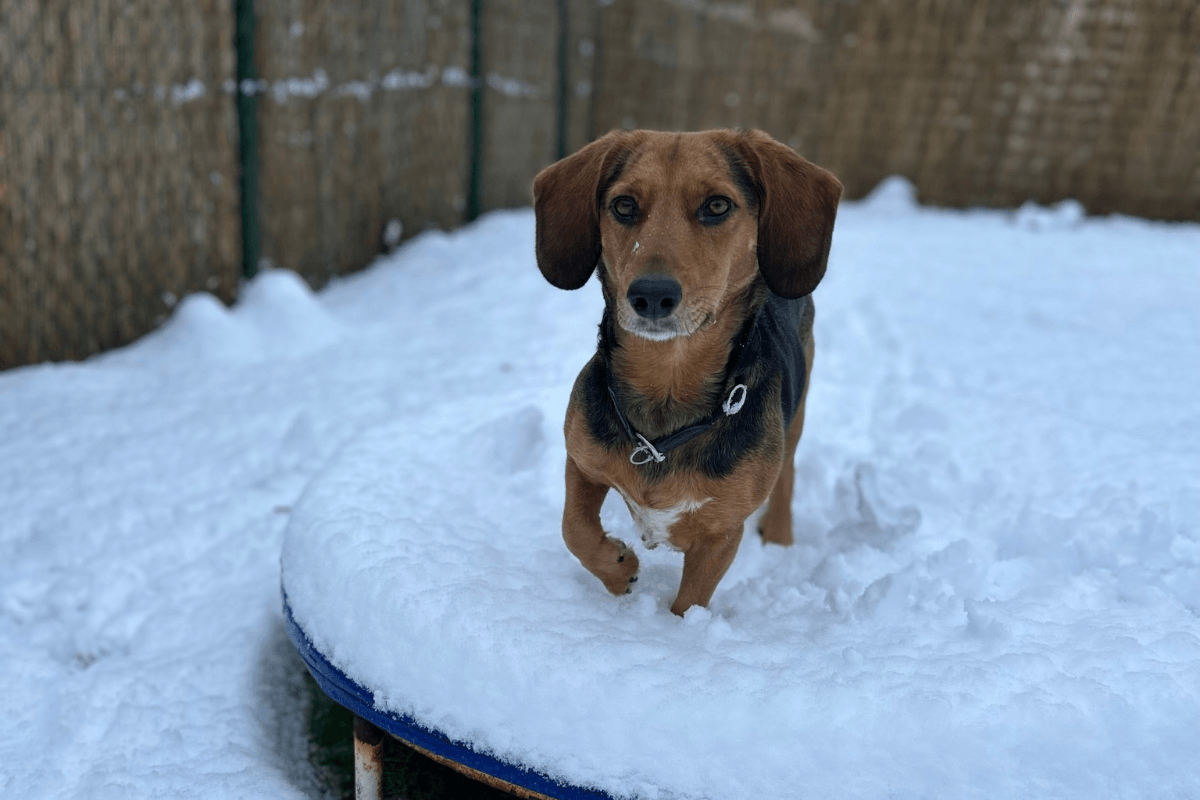 Kleine braune Hündin steht aufmerksam im Schnee auf einer runden Plattform im Garten.