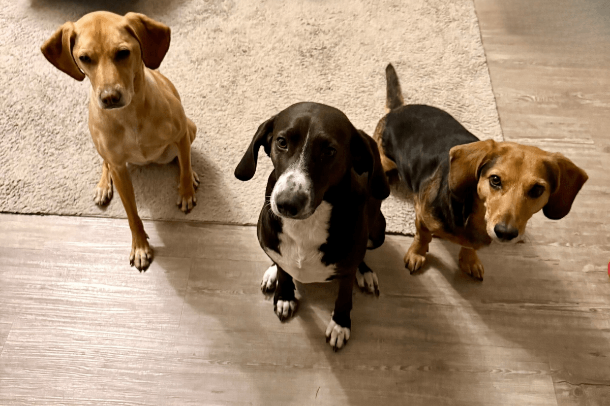 Alltag mit Hund: Drei Hündinnen sitzen geduldig in der Küche und warten aufmerksam auf Futter oder ein Leckerli.