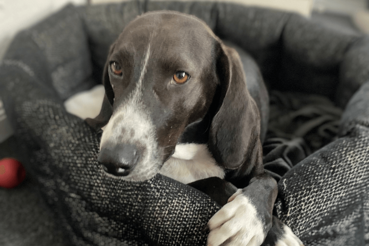 Schwarz-weißer Hund liegt entspannt in einem weichen Hundebett und schaut aufmerksam