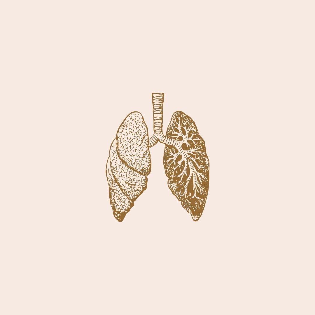 Pulmones como símbolo de la respiración consciente para relajar el cuerpo y mejorar la digestión.