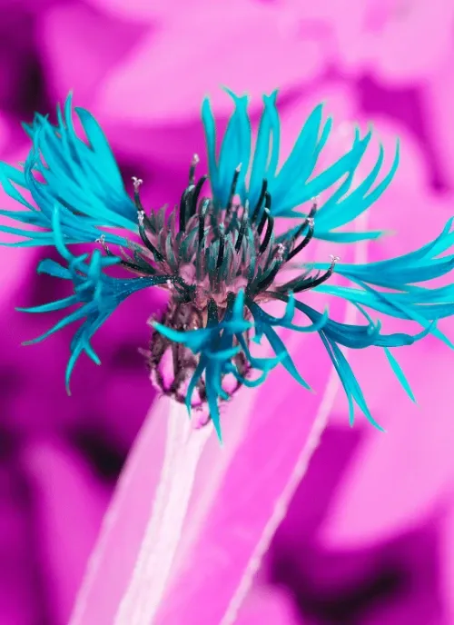 Online Spiritual Direction for Bozeman Montana Residents - New Mindset Pathways spiritual direction
