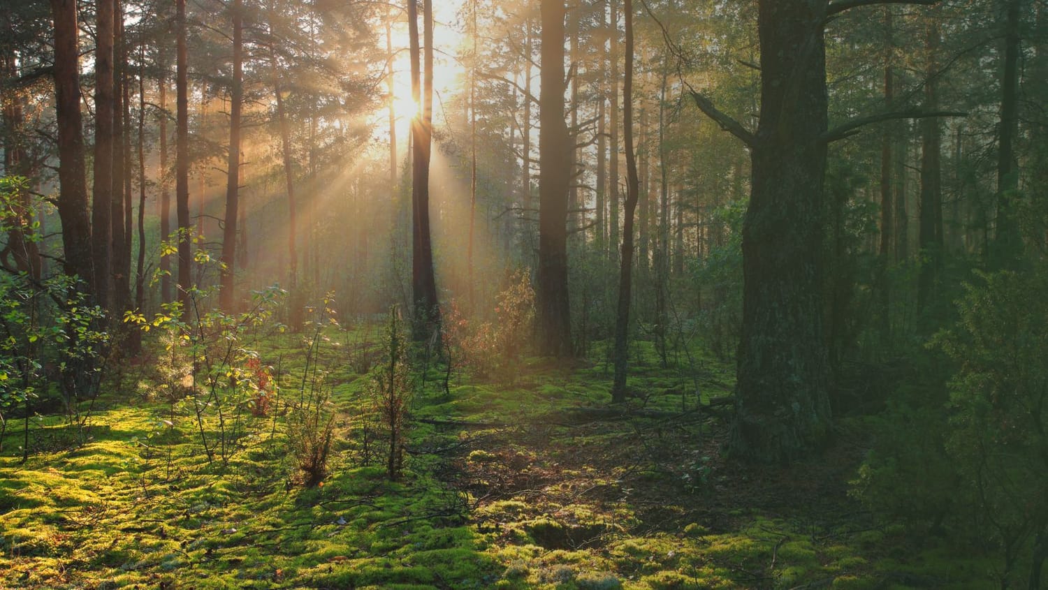 Tiefenentspannung im Wald