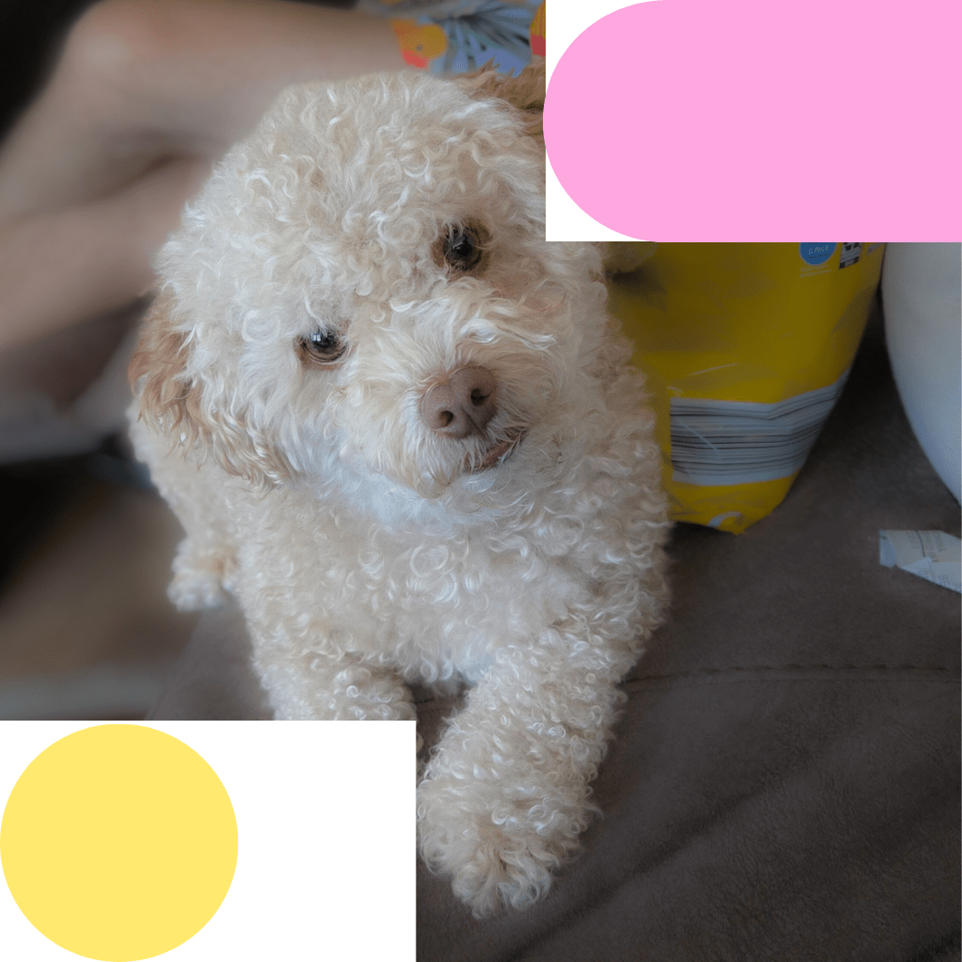 Stories In Motion Podcast | Meet Our Support Team Leader, Milton The Dog