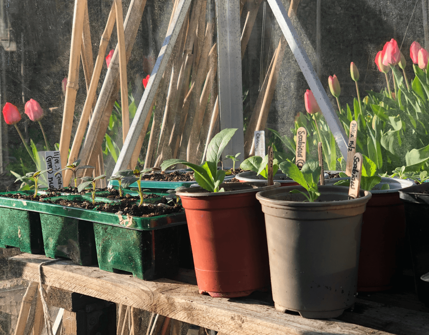 how to start a cut flower garden starting with the seeds to grow