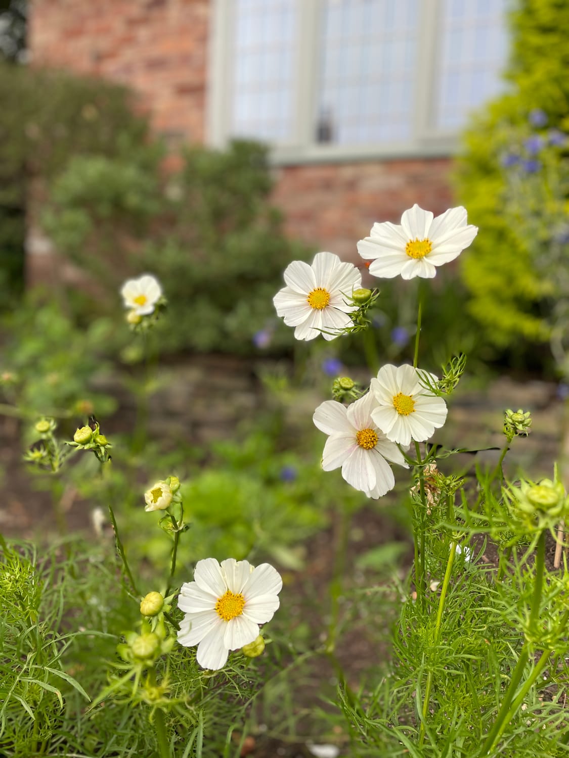 how to start a cut flower garden starting with the seeds to grow