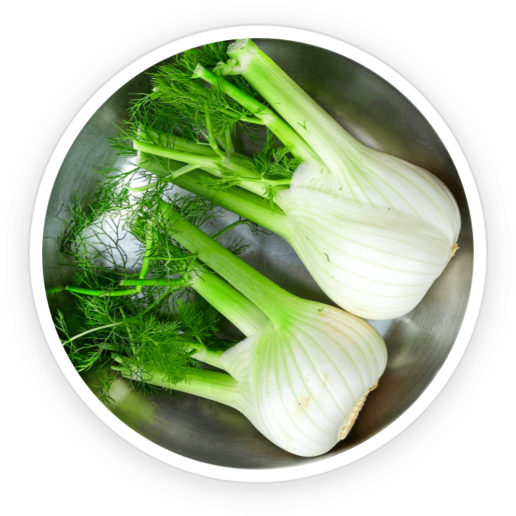 Fennel