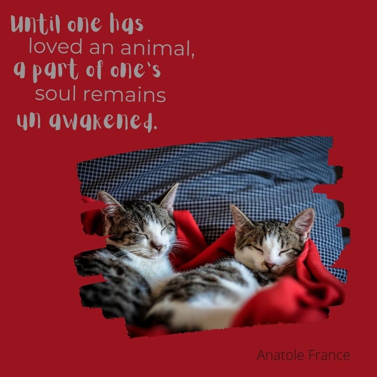 Pet quote post with cats