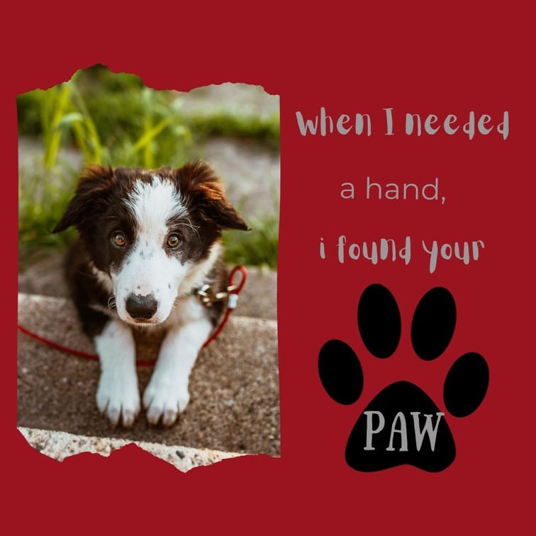 Pet quote post with puppy