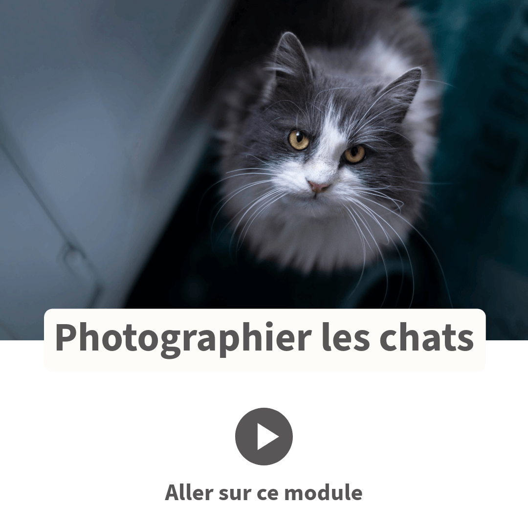 Photographier les chats