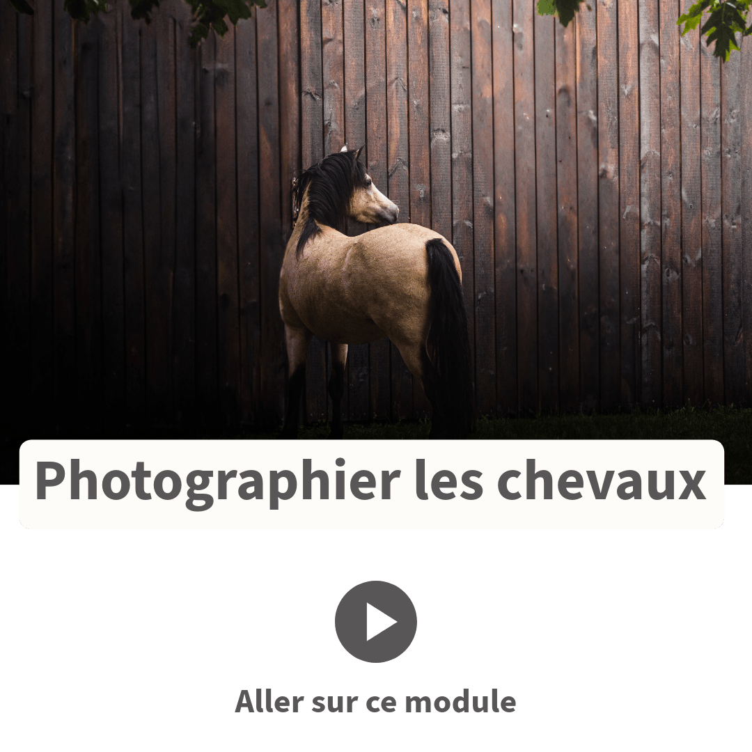 Photographier les chevaux