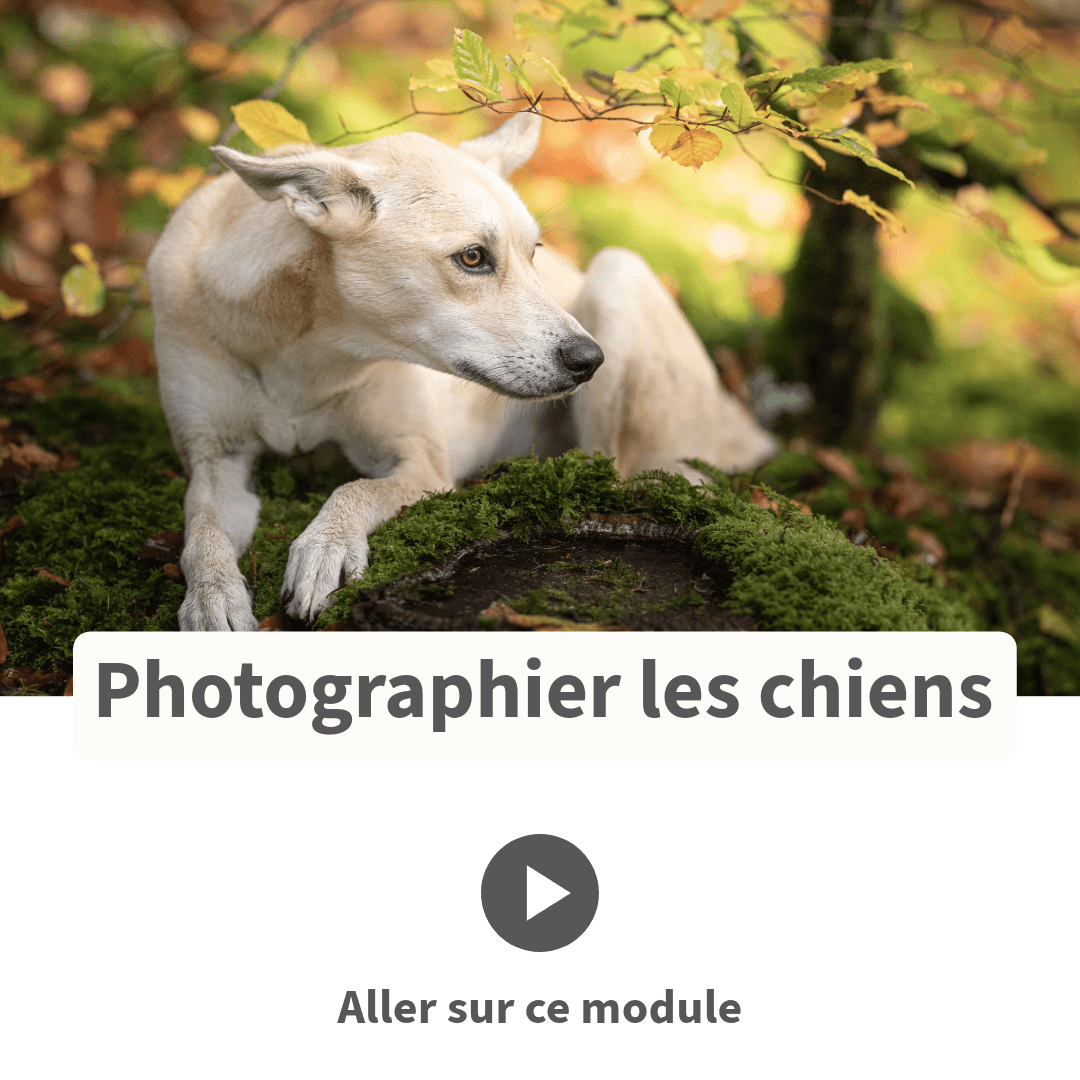 Photographier les chiens