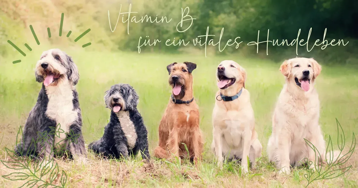 Fünf gesunde Hunde sitzen auf einer Wiese im Sonnenlicht. Das Bild symbolisiert Vitalität, Lebensfreude und natürliche Gesundheit im Hundeleben. Text: „Vitamin B für ein vitales Hundeleben“. Ideal zur Illustration eines Blogartikels über Nahrungsergänzung für Hunde, insbesondere zur Unterstützung von Nerven, Blase und Bewegungsapparat mit natürlichen Vitaminen.