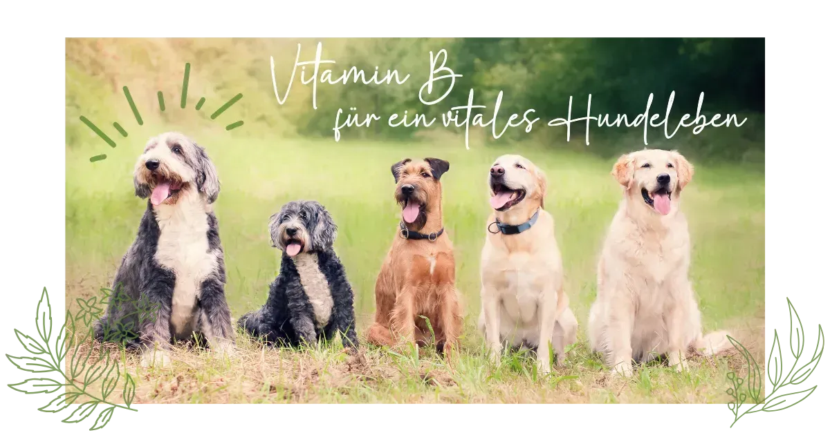 Fünf gesunde Hunde sitzen auf einer Wiese im Sonnenlicht. Das Bild symbolisiert Vitalität, Lebensfreude und natürliche Gesundheit im Hundeleben. Text: „Vitamin B für ein vitales Hundeleben“. Ideal zur Illustration eines Blogartikels über Nahrungsergänzung für Hunde, insbesondere zur Unterstützung von Nerven, Blase und Bewegungsapparat mit natürlichen Vitaminen.