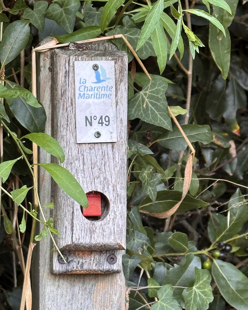 Balise numéro 49 du parcours d'orientation de Charente-Maritime