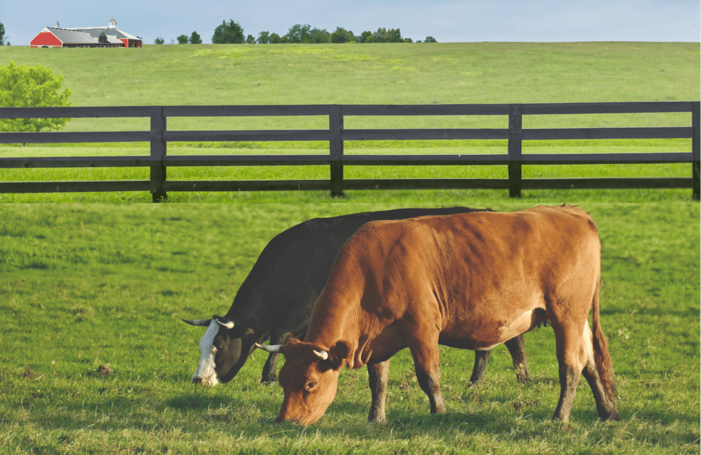 Tallow sourced from grass-fed, pasture-raised cows for pure, clean skincare ingredients.