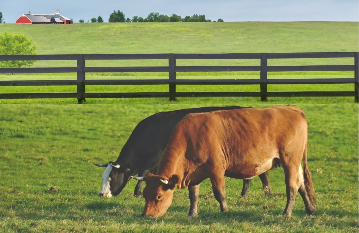 Tallow sourced from grass-fed, pasture-raised cows for pure, clean skincare ingredients.