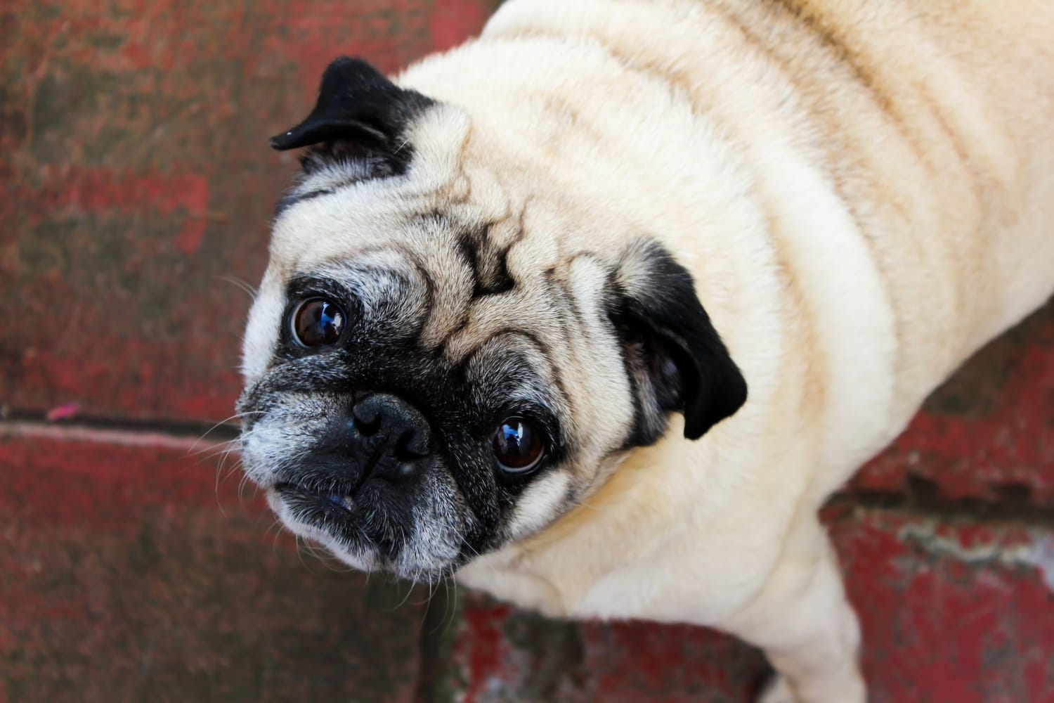 Pug olha para a câmera ao alto