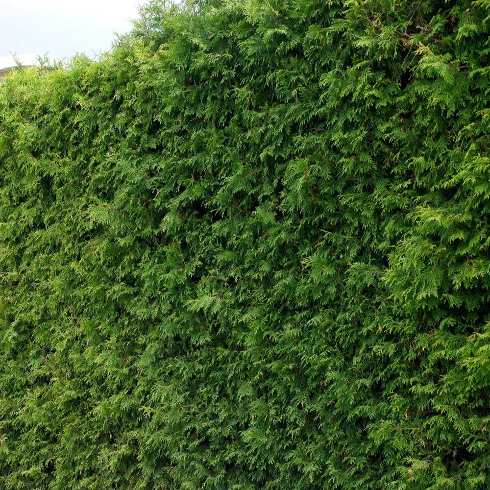 https:www.clean-jardin.com