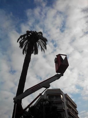 palmier phoenix canariensis malade palmes tombantes charançon rouge danger