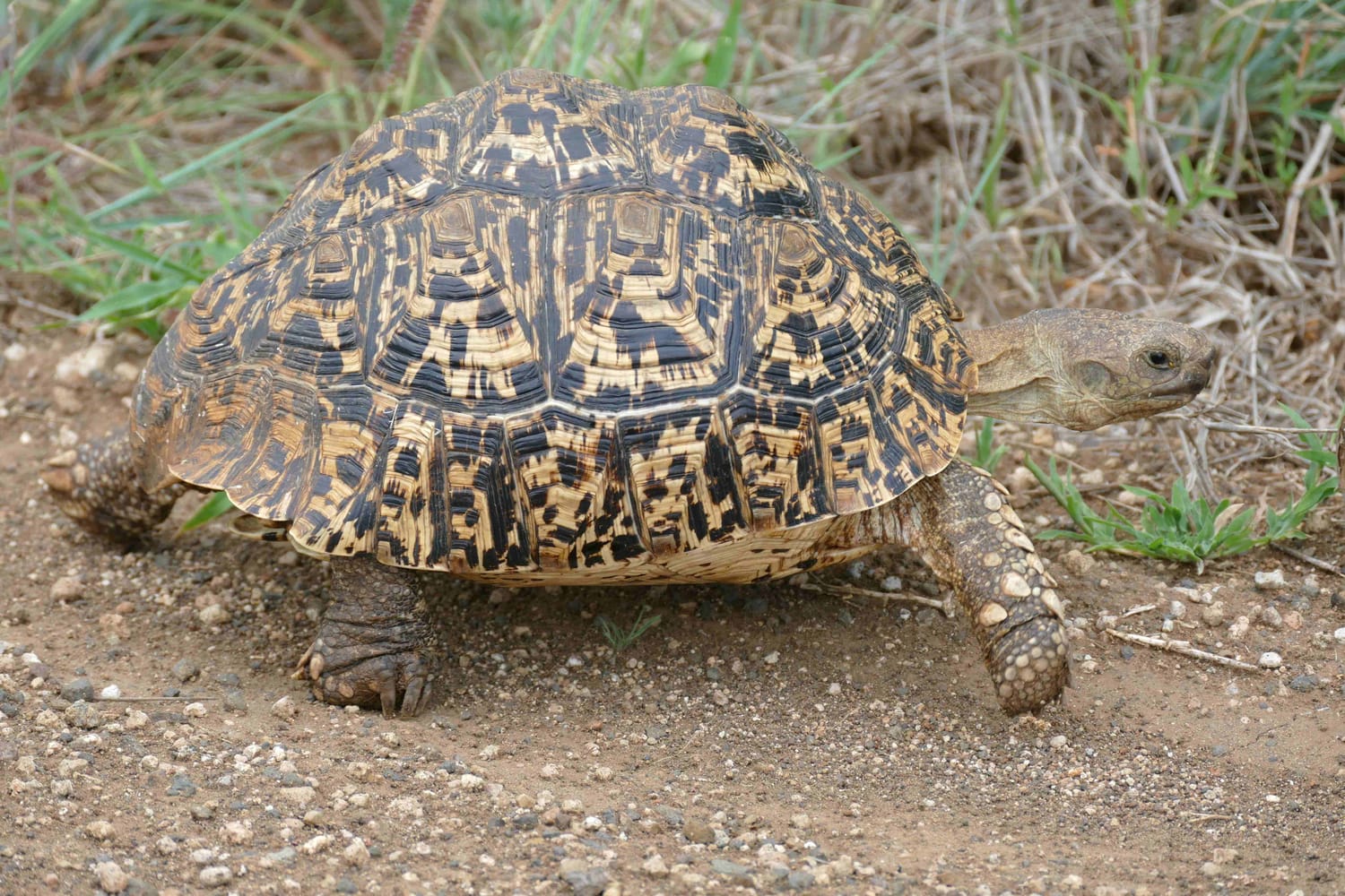 By Bernard DUPONT from FRANCE - Leopard Tortoise (Stigmochelys pardalis), CC BY-SA 2.0, https://commons.wikimedia.org/w/index.php?curid=40724152