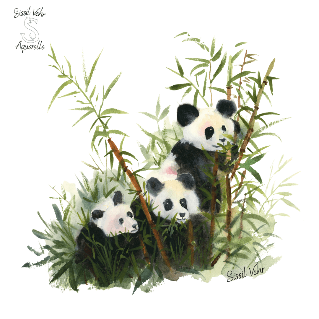 Illustration d'une aquarelle de jolis pandas pour cours en ligne sissil vehr