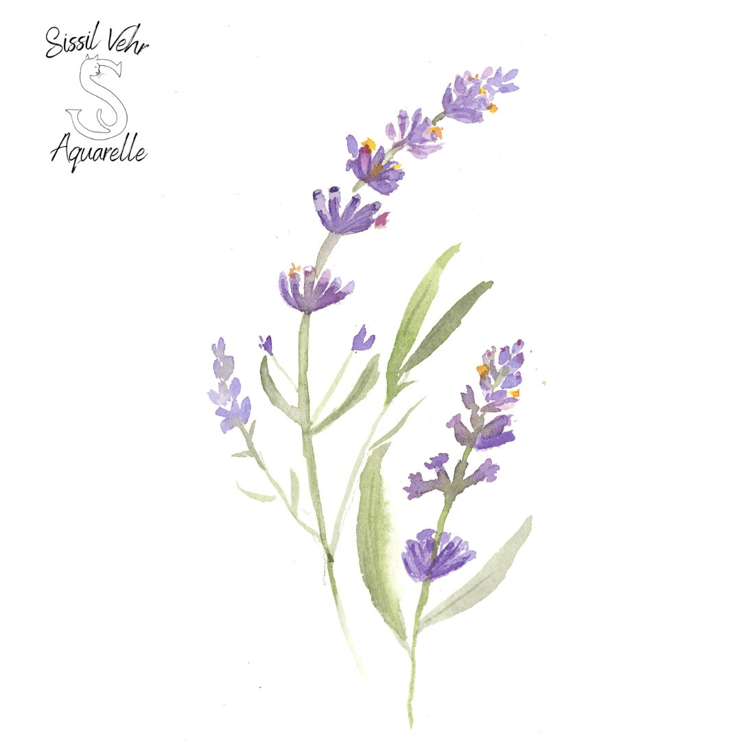Peindre un brin de lavande simple et délicat à l’aquarelle