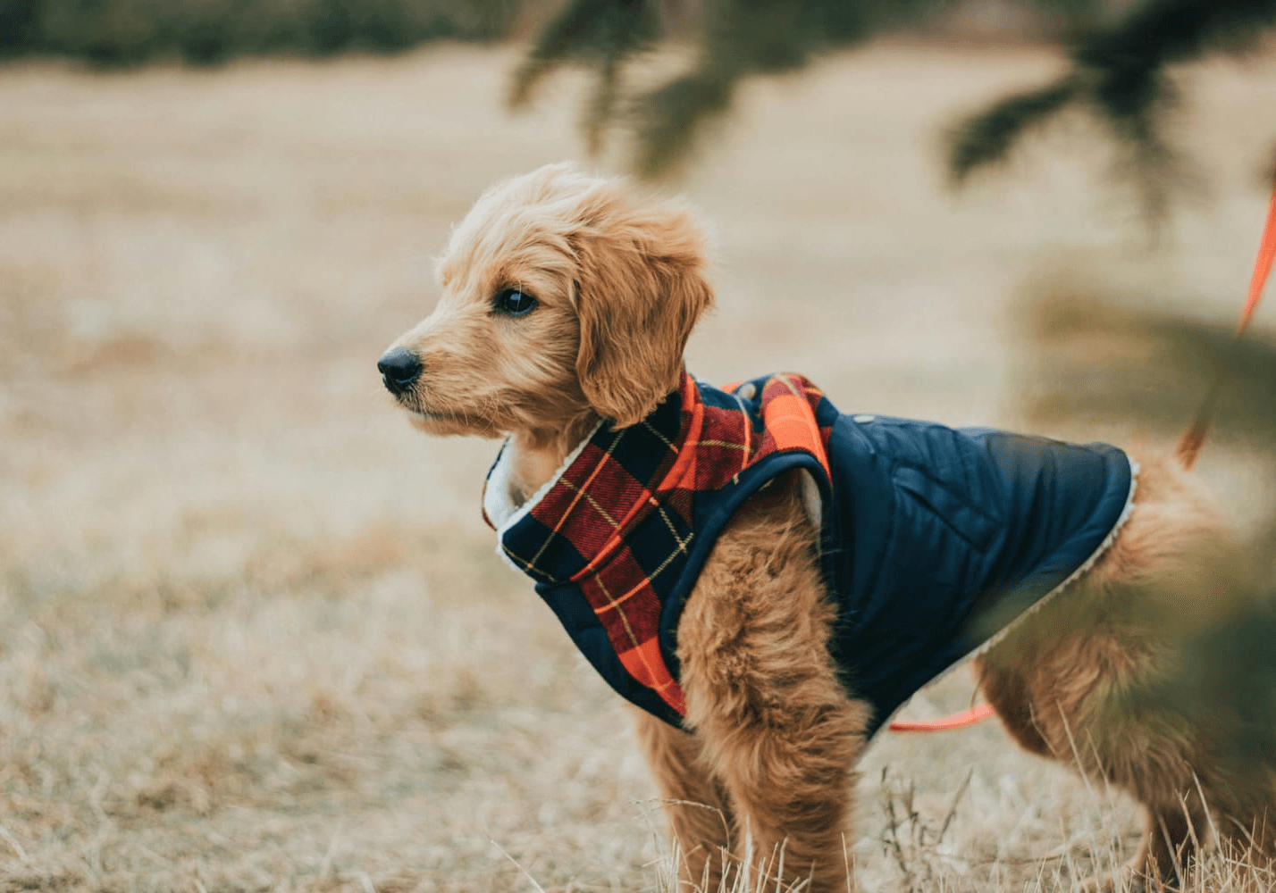 67fc3ec5443d0_pexels-jaydenburdick-99424