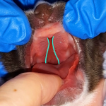 Tube Feeding & Caring for Cleft Puppies & Kittens - Webinar Bundle