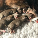 Cardio-pulmonary Resuscitation in Newborn Puppies & Kittens - Vet Professionals