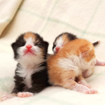 Assessing Neonatal Health