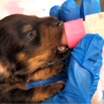 Establishing a Feeding Regime When Hand rearing Puppies & Kittens