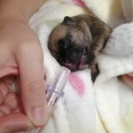 Triaging Neonatal Patients