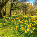 Mieux-Être au PRINTEMPS : Renouveau et Légèreté" 🌸