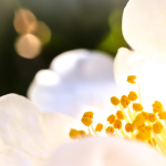 Mes idées de légendes