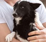 Black and white rescue dog being held