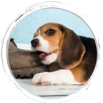 A cute puppy receiving a treat