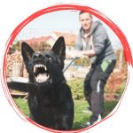 Dog looking nervous on a walk