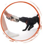 Happy dog listening to its owner